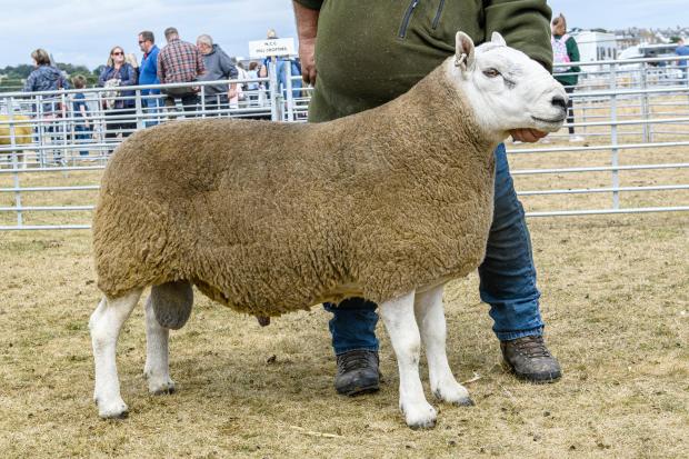 The Scottish Farmer: Inter-breed sheep was the four-shear North Country Cheviot hill-type ram, Inkstack X Factor, from Badanloch Estates Ref: ANGUS MACKAY
